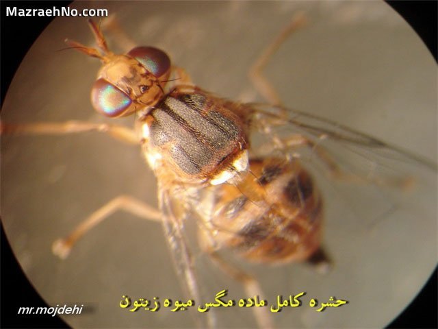 حشره کامل ماده مگس زیتون