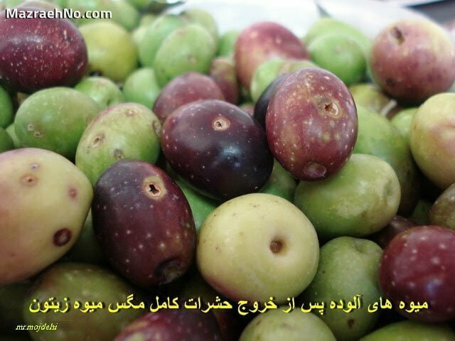 خسارت مگس میوه زیتون