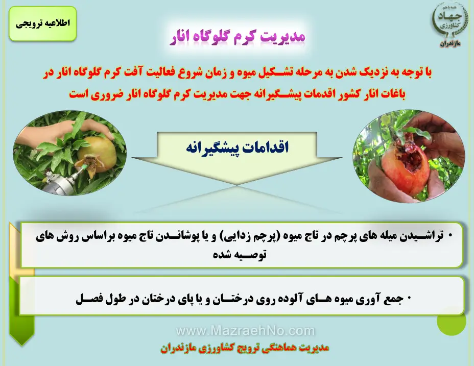 مدیریت کرم گلوگاه انار
