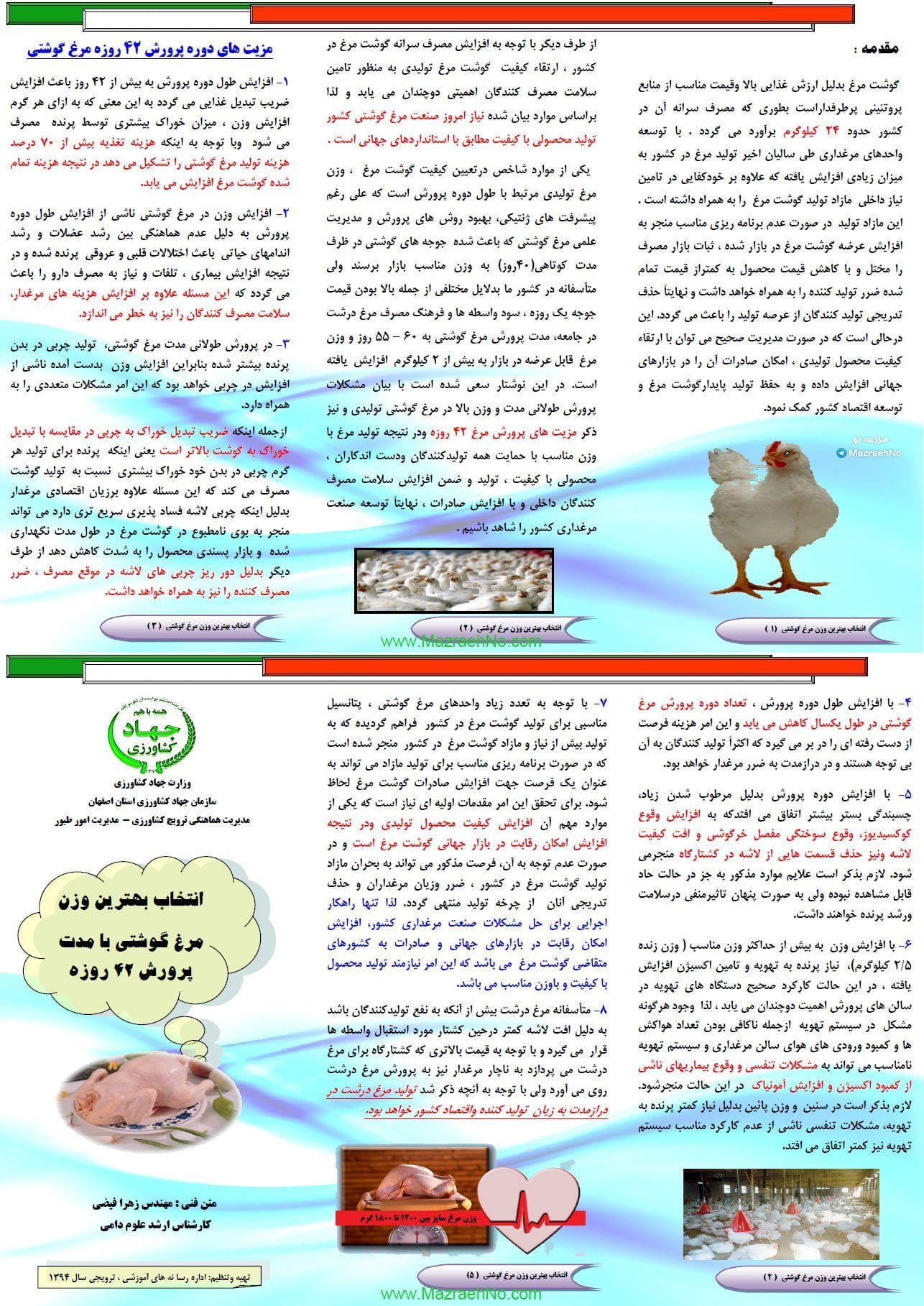 انتخاب بهترین وزن مرغ گوشتی با مدت پرورش 42 روزه