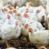 انتخاب بهترین وزن مرغ گوشتی با مدت پرورش 42 روزه