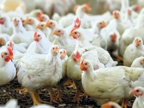 انتخاب بهترین وزن مرغ گوشتی با مدت پرورش 42 روزه