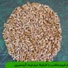 گندم کریم مناسب با شرایط دیم نیمه گرمسیری