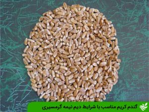 آشنایی با گندم رقم کریم و توصیه‌های کشت برای کشاورزان