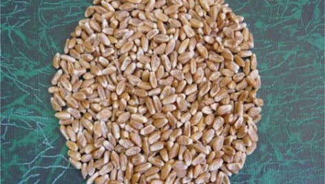 گندم کریم مناسب با شرایط دیم نیمه گرمسیری