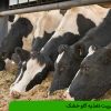 مدیریت تغذیه گاو خشک