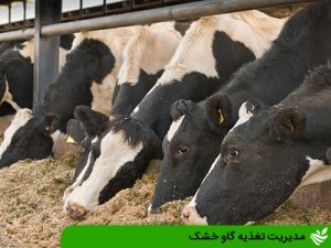 مدیریت تغذیه گاو خشک