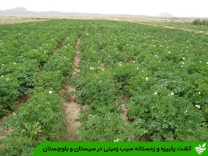 کشت پاییزه و زمستانه سیب زمینی در سیستان و بلوچستان