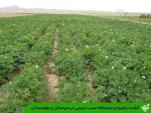 کشت پاییزه و زمستانه سیب زمینی در سیستان و بلوچستان