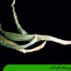 بیماری نماتد گال گندم