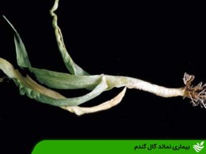 بیماری نماتد گال گندم