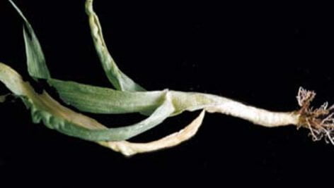 بیماری نماتد گال گندم