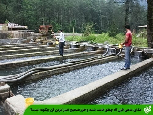 غذای ماهی قزل آلا