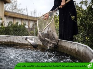 صید ماهی قزل آلا بازاری از استخر