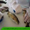 بیماری استرپتوکوکوزیس چیست