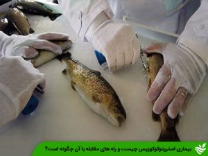 بیماری استرپتوکوکوزیس چیست
