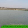 پرورش کپور ماهیان در استخرهای ذخیره آب کشاورزی چگونه است؟