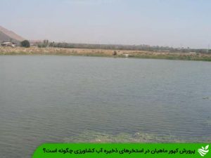 پرورش کپور ماهیان در استخرهای ذخیره آب کشاورزی چگونه است؟