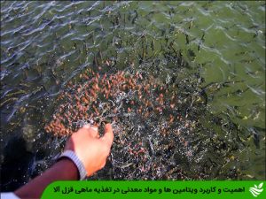 اهمیت و کاربرد ویتامین ها و مواد معدنی در تغذیه ماهی قزل آلا