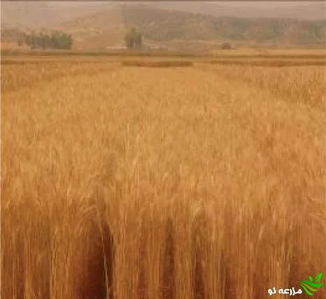 مزرعه گندم قابوس