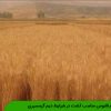 گندم قابوس مناسب کشت در شرایط دیم گرمسیری