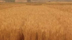 گندم قابوس مناسب کشت در شرایط دیم گرمسیری