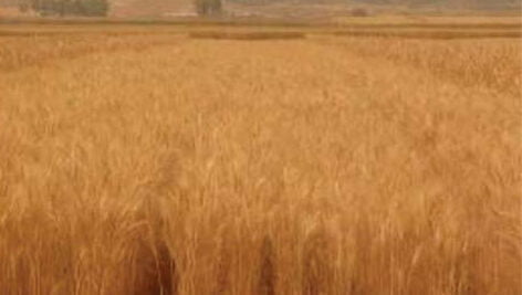 گندم قابوس مناسب کشت در شرایط دیم گرمسیری