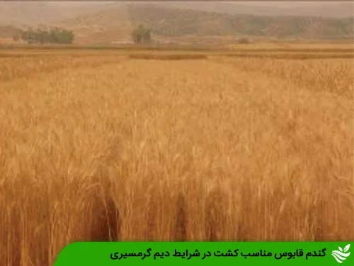 گندم قابوس مناسب کشت در شرایط دیم گرمسیری
