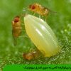 زنبور تریکوگراما گامی به سوی کنترل بیولوژیک