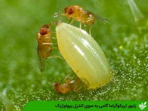 زنبور تریکوگراما گامی به سوی کنترل بیولوژیک