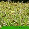 راهنمای مبارزه با علف های هرز گندم