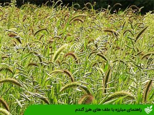 راهنمای مبارزه با علف های هرز گندم