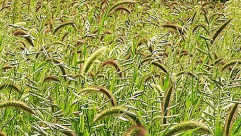 راهنمای مبارزه با علف های هرز گندم