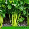 آشنایی با سلطان سبزی ها کرفس