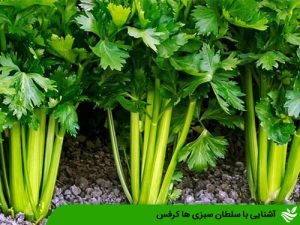 آشنایی با سلطان سبزی ها کرفس