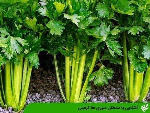 آشنایی با سلطان سبزی ها کرفس