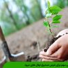 نکاتی مهم برای غرس صحیح نهال های میوه