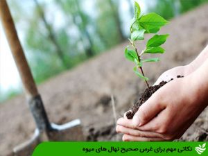 نکاتی مهم برای غرس صحیح نهال های میوه