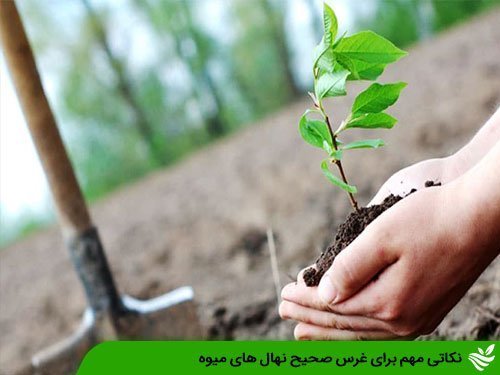 نکاتی مهم برای غرس صحیح نهال های میوه