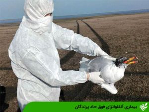 بیماری آنفلوانزای فوق حاد پرندگان