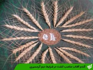 آشنایی با گندم رقم آفتاب و توصیه‌های کشت برای کشاورزان