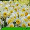 آشنایی با گل نرگس