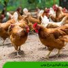 پرورش و نگهداری مرغ بومی