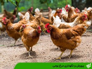 پرورش و نگهداری مرغ بومی