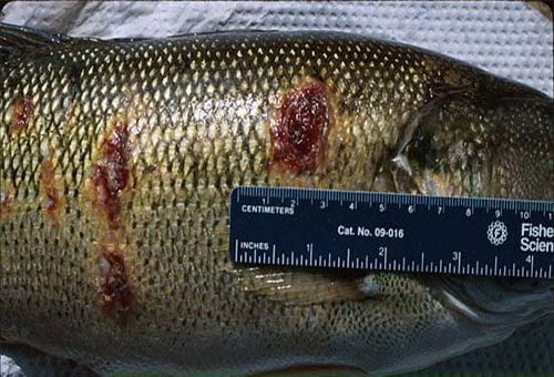 بیماری استرپتوکوکوزیس در ماهیان پرورشی