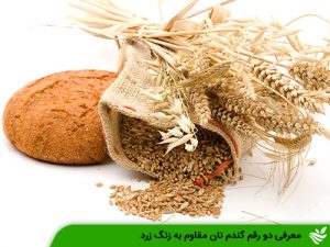 معرفی دو رقم گندم نان مقاوم به زنگ زرد