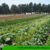 تولید سبزیجات سالم از دیدگاه عناصر آلاینده