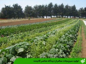 تولید سبزیجات سالم از دیدگاه عناصر آلاینده