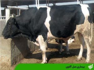بیماری سل گاوی