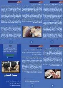 بروشور بیماری سل گاوی